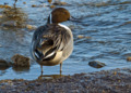 Northern Pintail