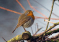 European Robin