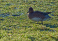 Eurasian Wigeon