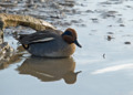 Common Teal