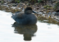 Gadwall