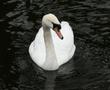 Mute Swan