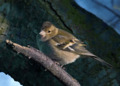 Chaffinch