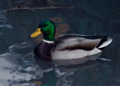 Mallard