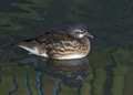 Mandarin Duck