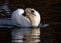 Mute Swan