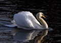 Mute Swan