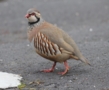 Red-legged Partridge