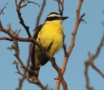 Great Kiskadee