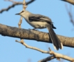 Tropical Mockingbird