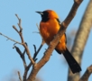 Hooded Oriole