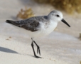 Sanderling