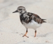 Ruddy Turnstone