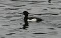 Tufted Duck