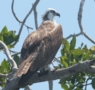 White-bellied Sea Eagle