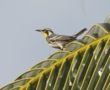 Yellow-throated Warbler