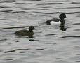 Tufted Duck