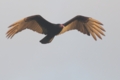 Turkey Vulture