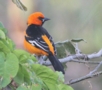 Altamira Oriole