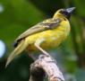 Village Weaver