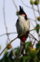 Red Whiskered Bulbul