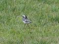 British Pied Wagtail