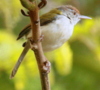 Common Tailorbird