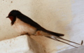 Wire-tailed Swallow