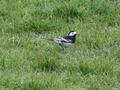 British Pied Wagtail