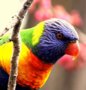 Rainbow Lorikeet