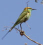 Green Bee-eater