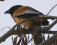 Rufous Treepie