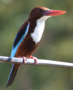 White throated King fisher