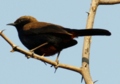 Indian Robin