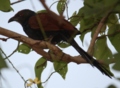 Greater Coucal