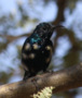 Purple Sunbird