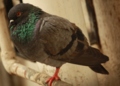 Rock Pigeon