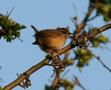 Winter Wren