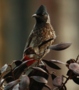 Red Whiskered Bulbul