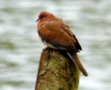 Laughing Dove