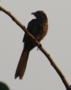 Asian Koel