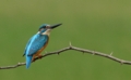 Common Kingfisher