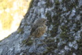 European Robin