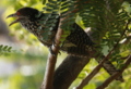 Asian Koel