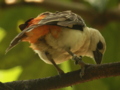 White Headed Buffalo Weaver