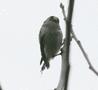 Long-tailed Tit