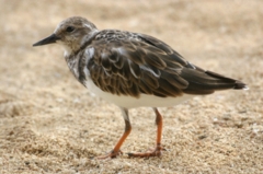 Ruddy Turnstone