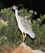 Yellow-crowned Night Heron