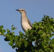 Tropical Mockingbird