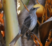 Pearly-eyed Thrasher